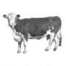 Clip Art\Animals\Hereford Cow