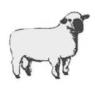 Clip Art\Animals\Sheep