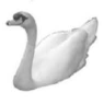 Clip Art\Animals\Swan
