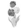 Clip Art\Plants and Trees\Tulips