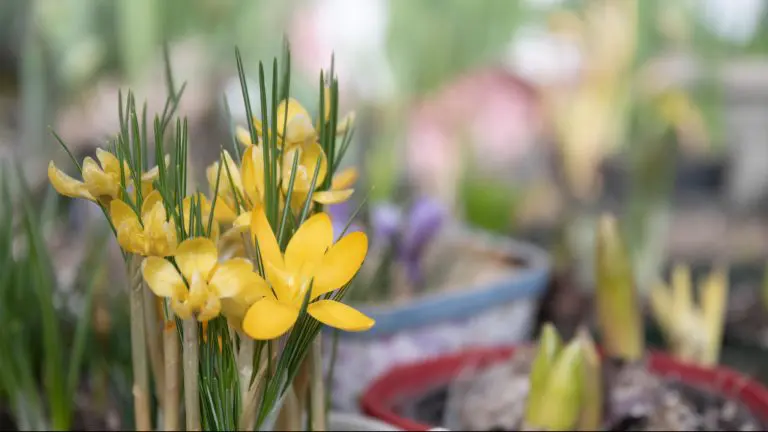 Yellow flowers from Marlborough Greenhouses