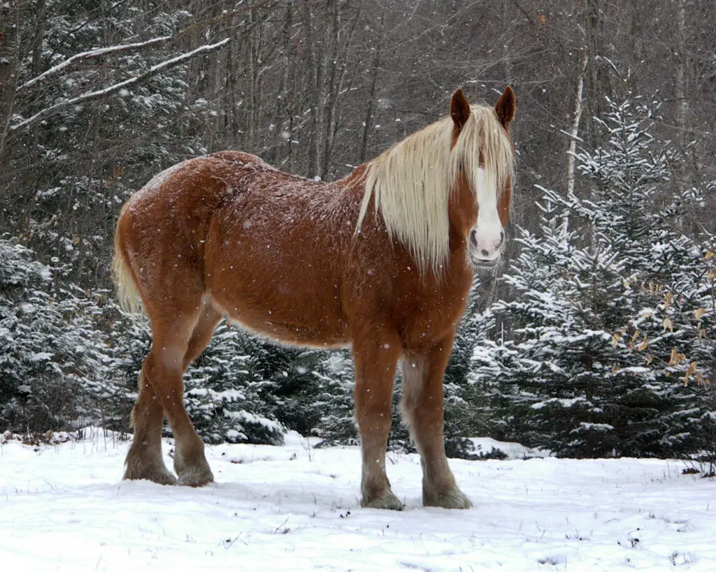 Aggie-Belgian-Mare-Tim-Roettiger