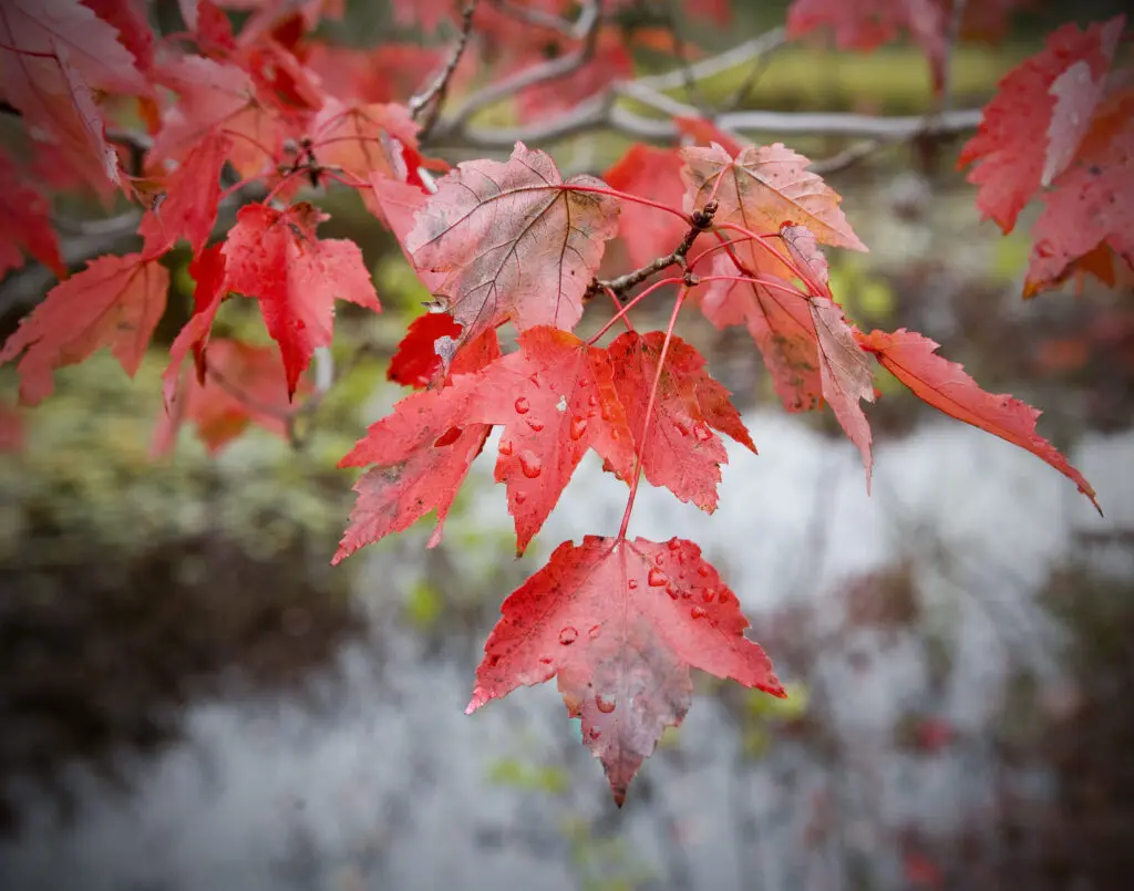 Fall Colors -Jennifer Desautell
