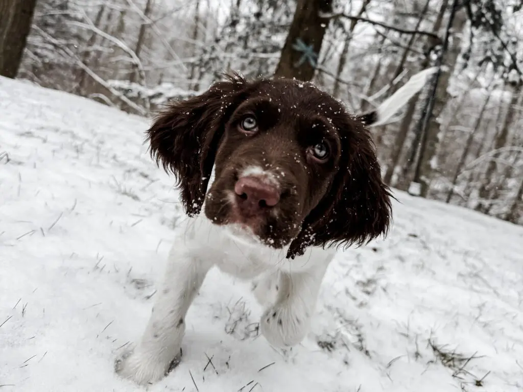 Snow Puppy - Michele Pelkey