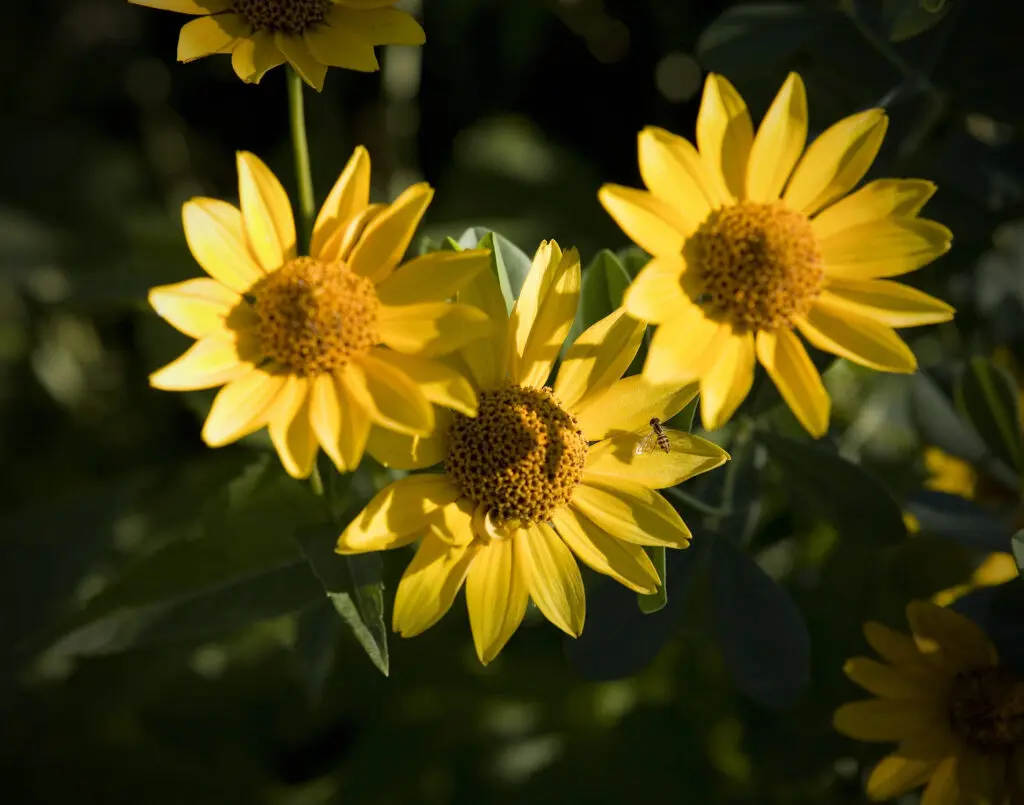 Sweet Springtime - Jennifer Desautell