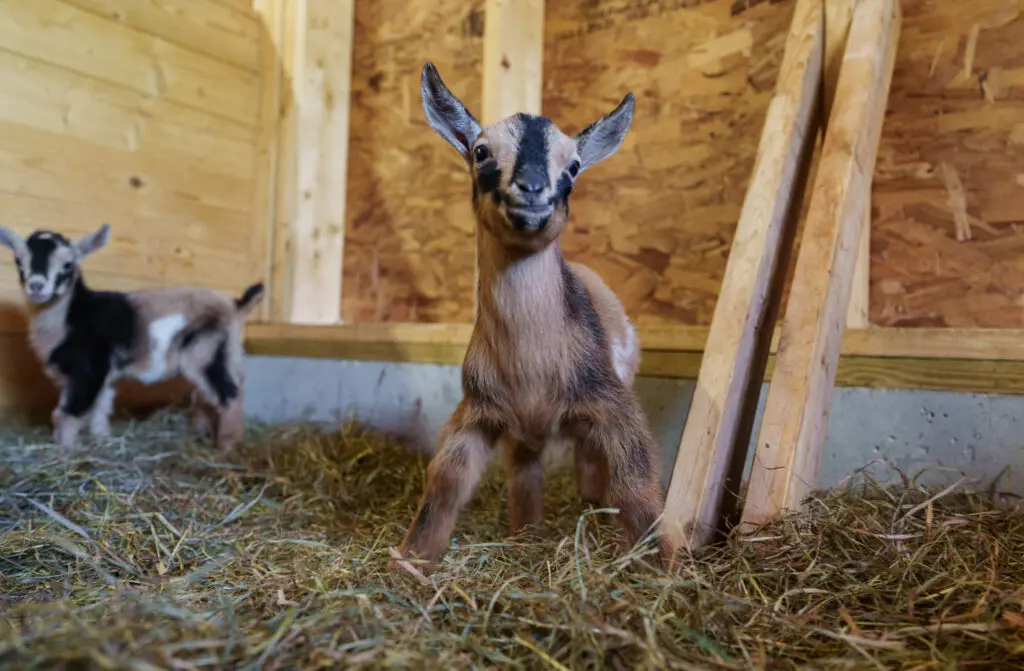 Goodwin Farm Goat
