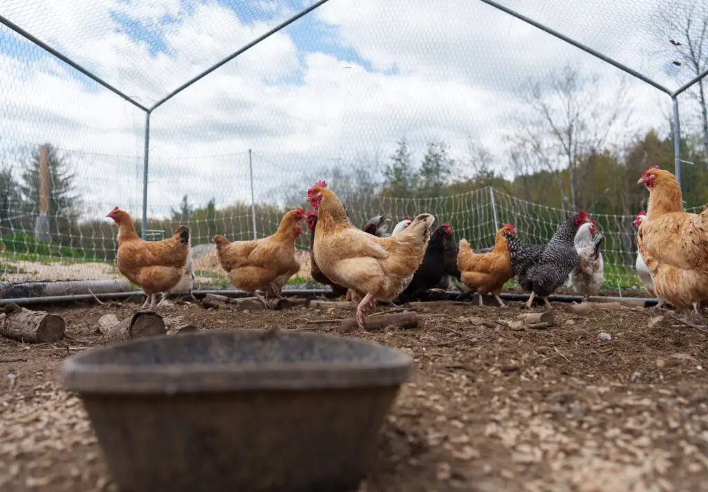 Goodwin Farm Chickens