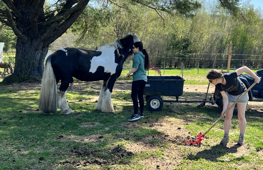 Caring for the horses and grounds at MC2