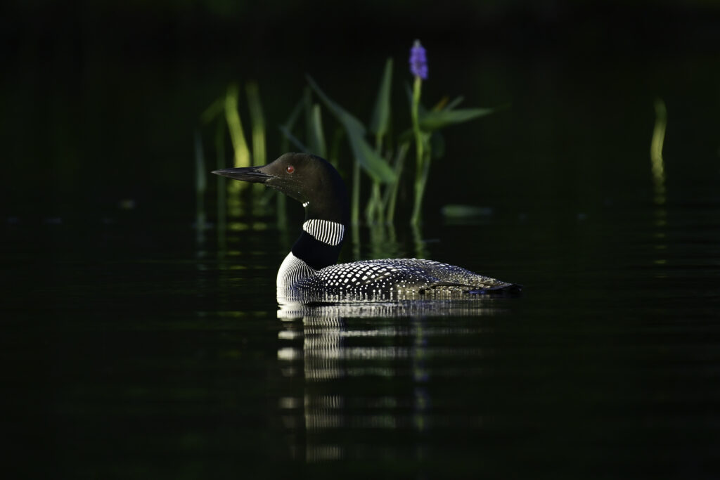 Dusk Loon