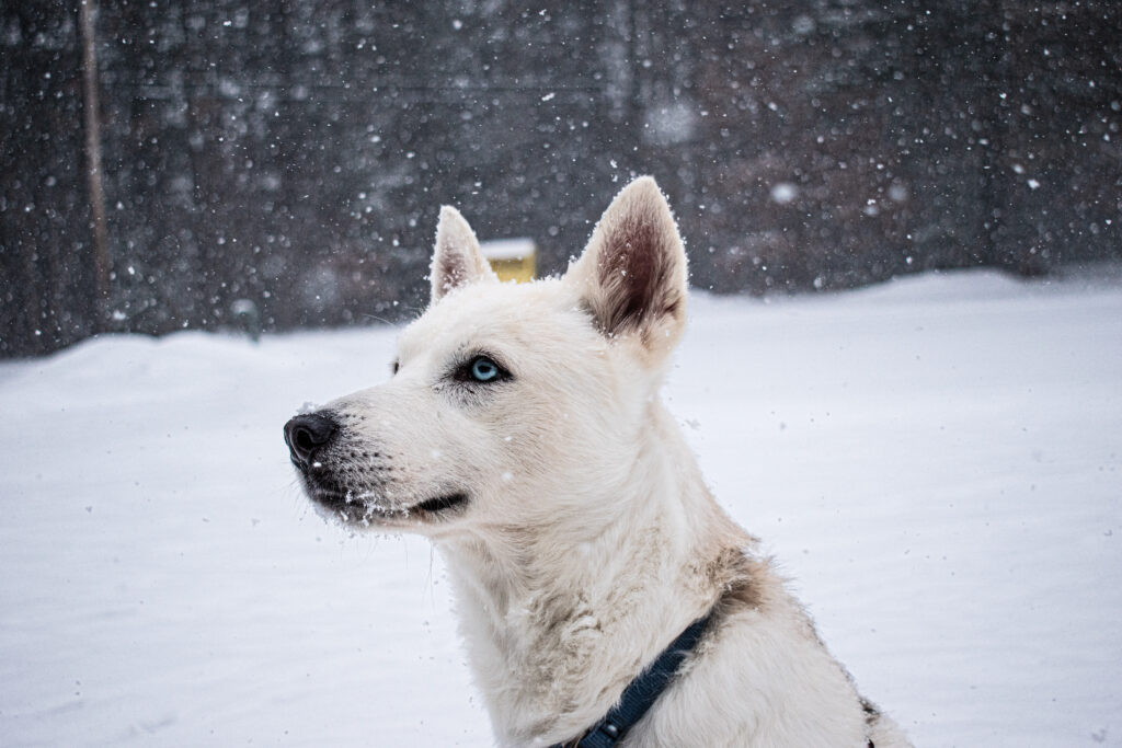 Shelter dog at Monadnock Humane Society enjoys the snow