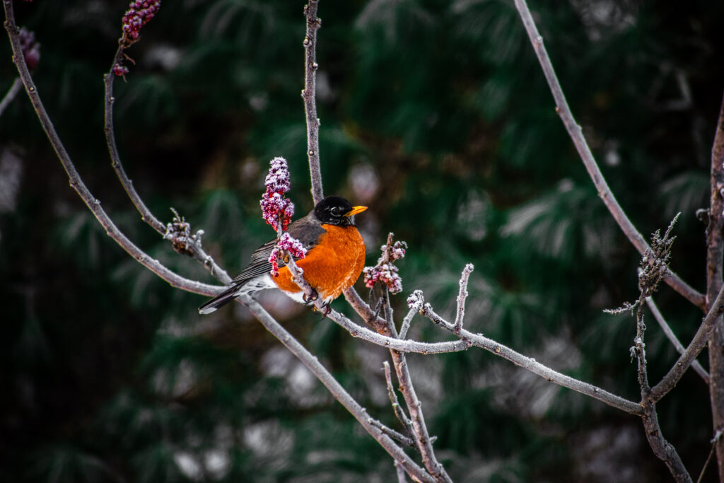 American Robin enjoys frosted berries